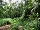 Hanalei-Okolehao Trail